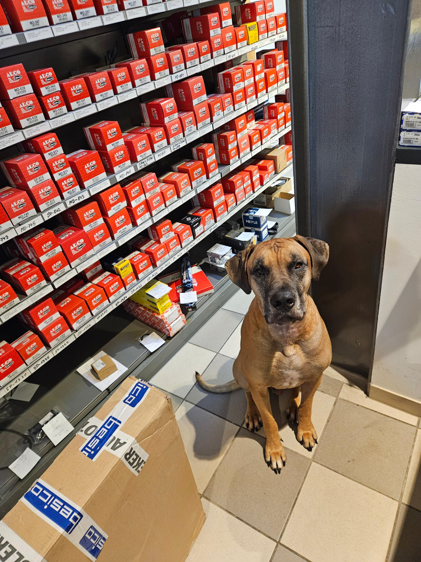 Ladenhund vor dem ALCO Filter-Regal im Shop